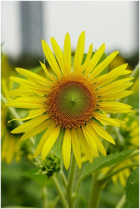 Vibrant sunflower with green background, perfect f