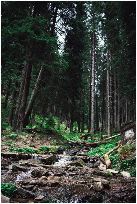 Explore the lush Romanian forest with a tranquil s