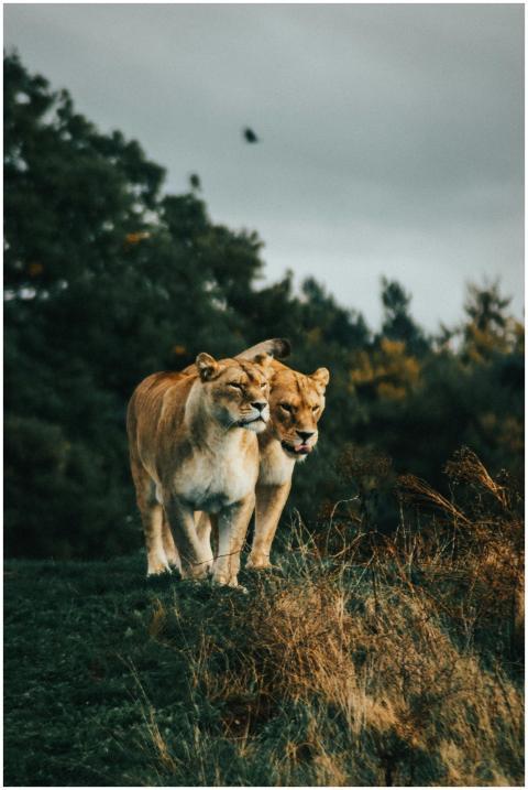 Two lionesses walking together in a natural habita