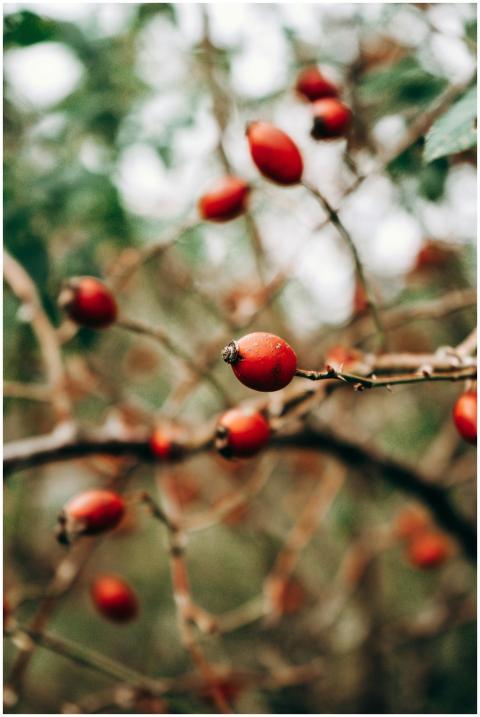 Vivid close-up of red berries on a branch, highlig