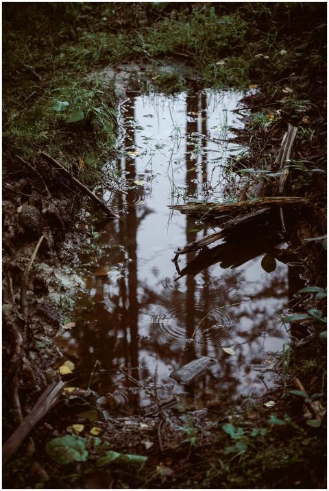 A calm forest scene with tree reflections in a rai