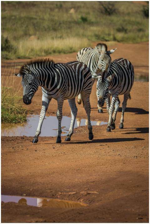 Three zebras stroll along a sunlit dirt path in a