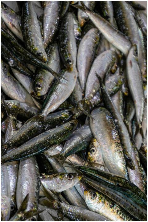 Close-up view of fresh sardines piled together, sh
