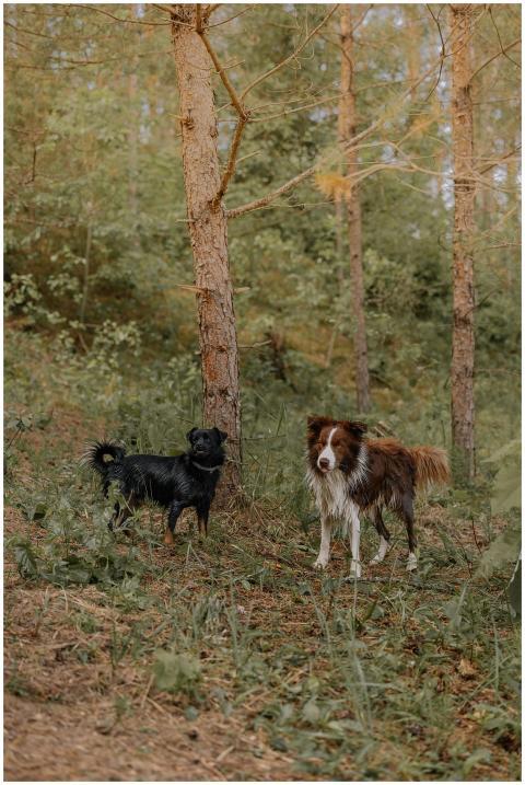 Two dogs, including a border collie, stand in a se