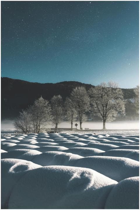 Scenic winter night with frosty trees under a star