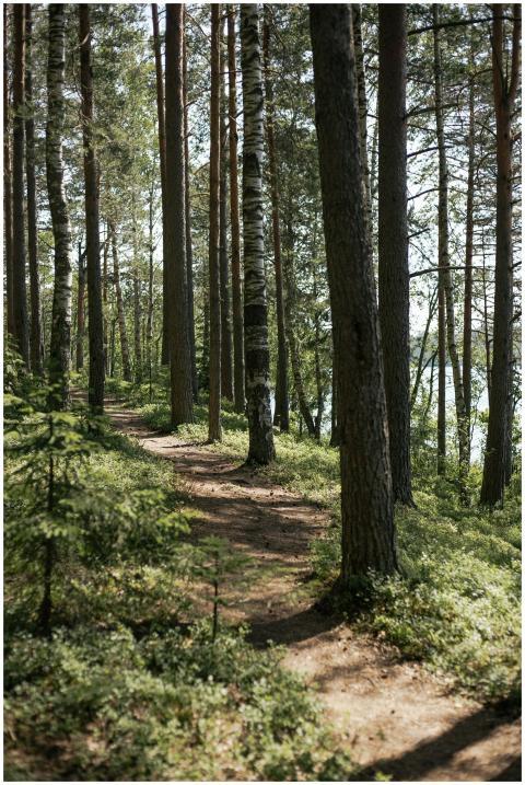 A serene forest pathway meanders through sunlit wo