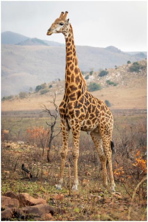 A towering giraffe stands proudly in the African s
