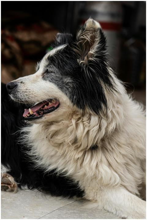 A cute border collie dog lying on the floor indoor