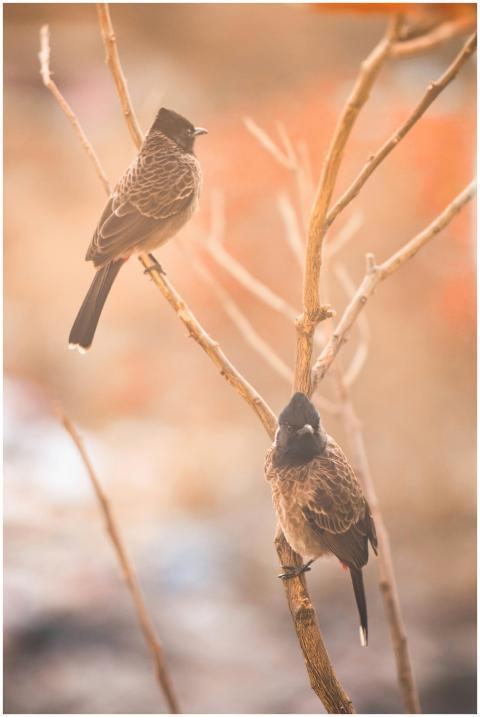 Two bulbuls perched on bare branches in natural da