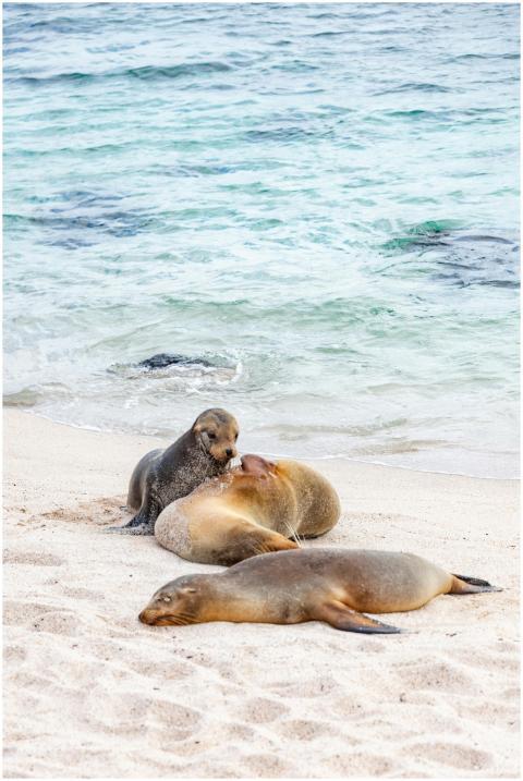 Californian sea lions resting on a sandy beach wit