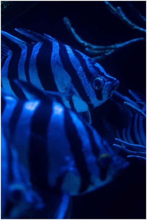 Striking zebra fish swimming underwater illuminate