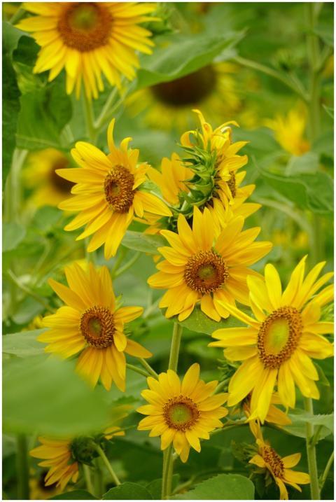 Close-up of vibrant sunflowers blooming with lush