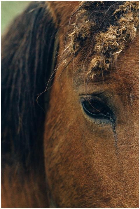 Detailed close-up shot of a horse's eye showing na