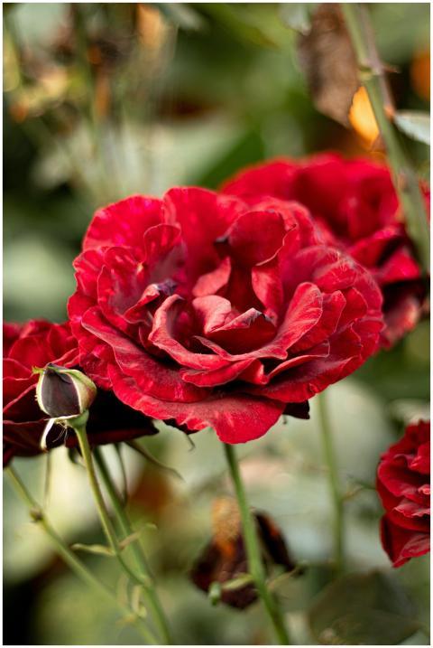 Close-up of a vibrant red rose with lush petals, s
