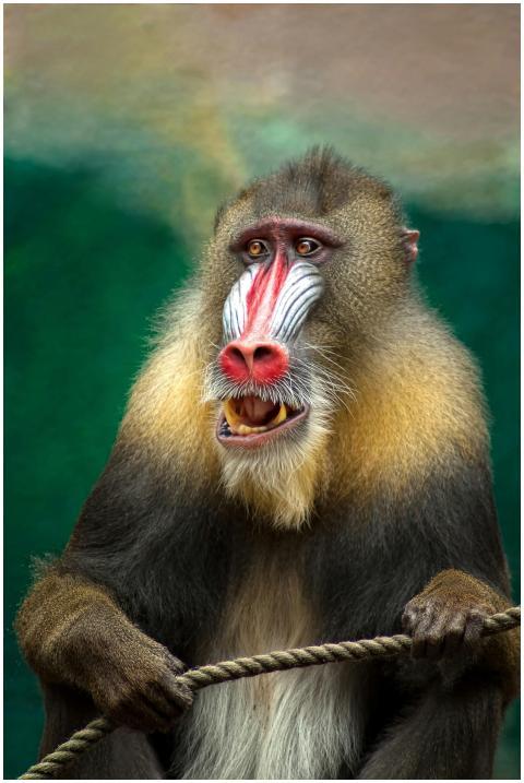 Close-up of a vibrant mandrill with striking facia