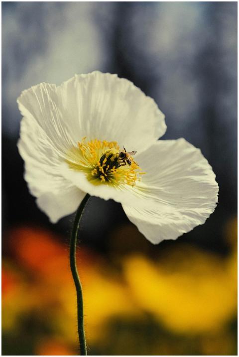 Close-up of a white poppy with a bee pollinating.