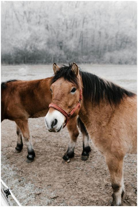 Two brown horses with red halters standing in a fr