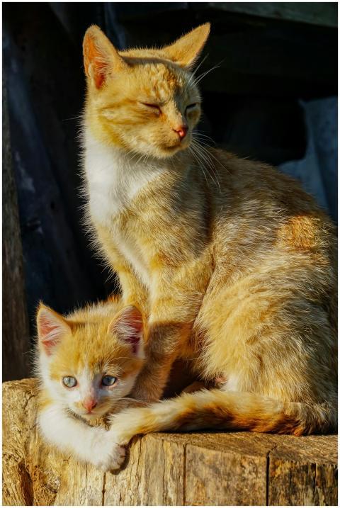 A ginger adult cat and her kitten basking in warm