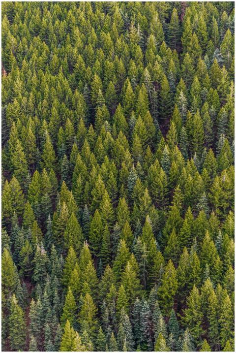 A high-angle view of a lush, vibrant pine forest,