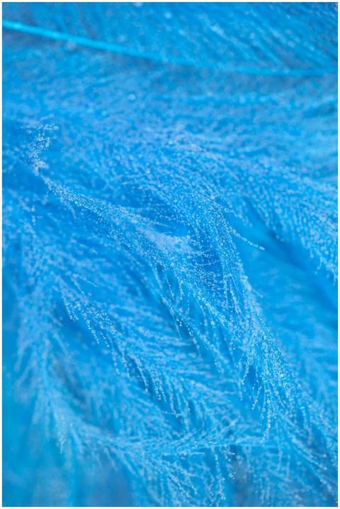 Detailed close-up of a vibrant blue feather displa