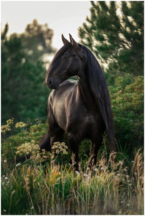 A beautiful black horse standing amidst lush green
