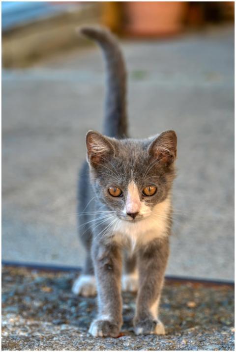 A gray kitten with white markings exploring outdoo