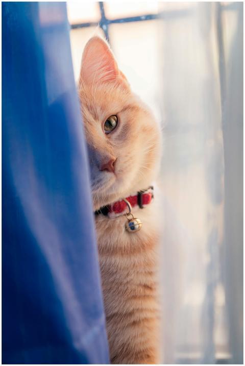 A playful tabby cat with a collar peers out from b