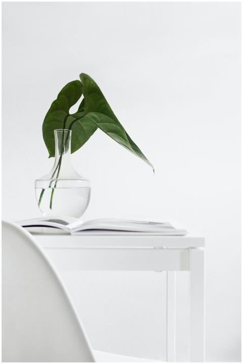 A minimalist setup with a large leaf in a glass va