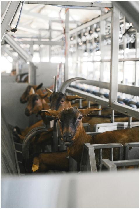 Brown goats inside a modern metal livestock farm f
