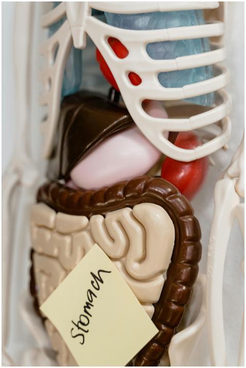 Close-up view of anatomy model showing stomach mar