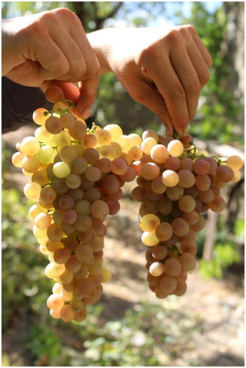Close-up of hands holding fresh grapes in a sunny