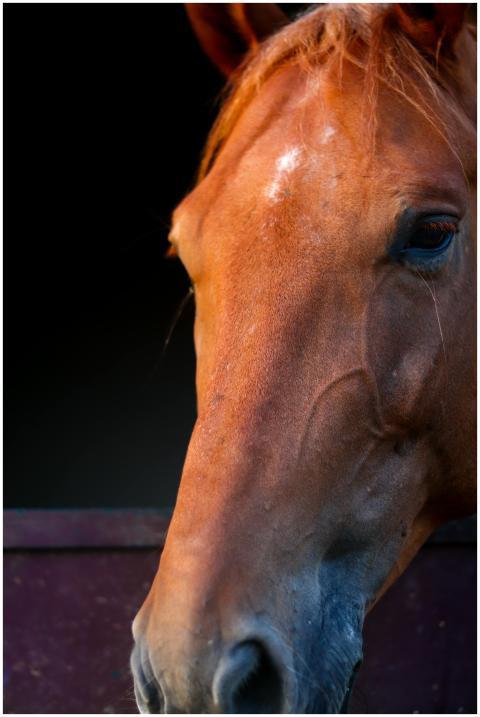 Detailed close-up of a chestnut horse's head with