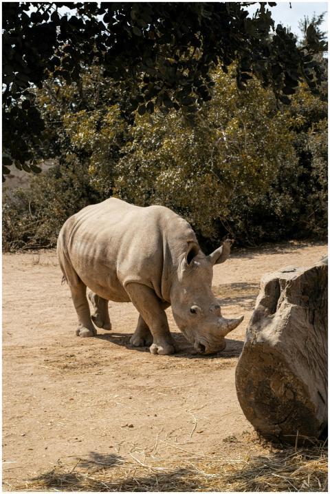 A rhinoceros peacefully grazing under trees in a n
