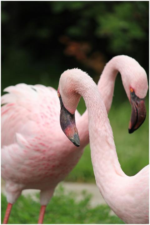 Close-up of two elegant pink flamingos standing gr