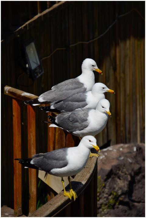 Four seagulls resting on a wooden structure in Erc