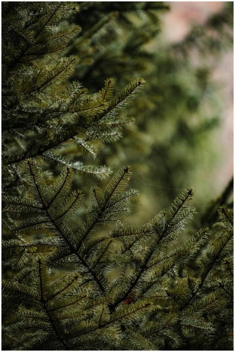 Detailed close-up of lush green pine branches in a