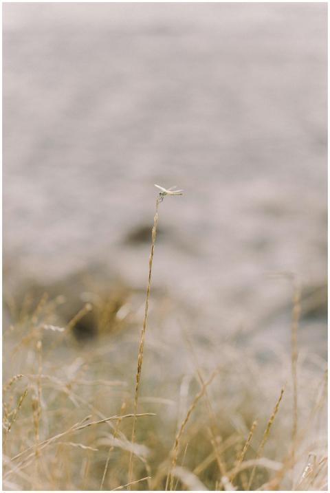 A serene dragonfly perched atop a reed in a peacef