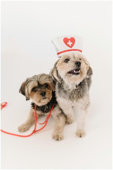 Two cute dogs wearing a nurse hat and a red leash