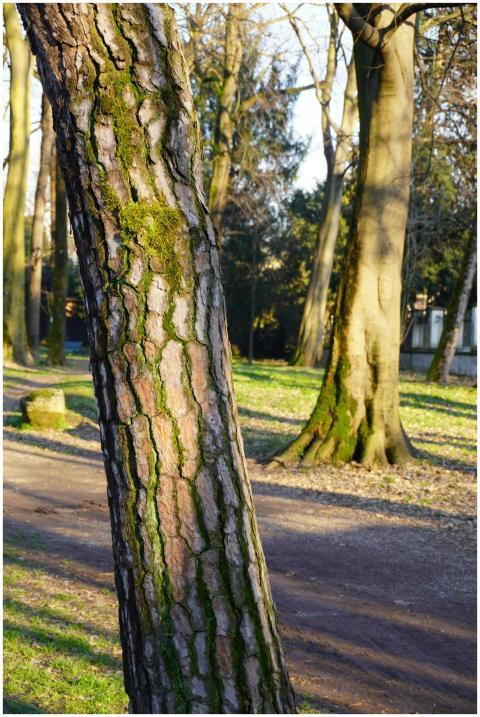 A close-up of mossy tree trunks in a sunlit park,