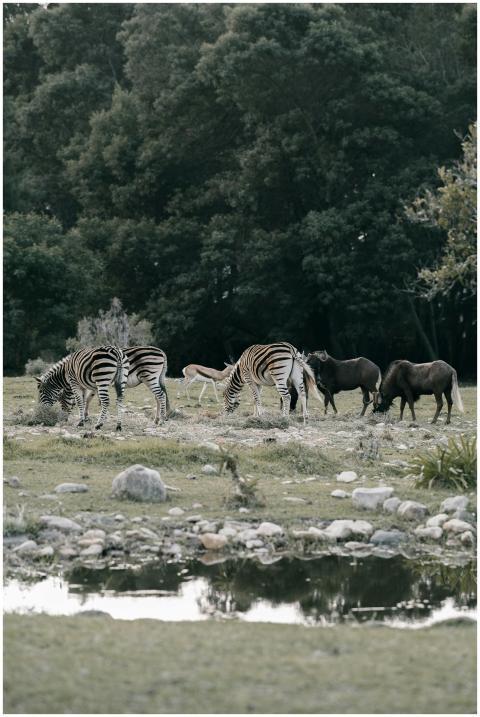 Zebras and wildebeests grazing by a river in the w