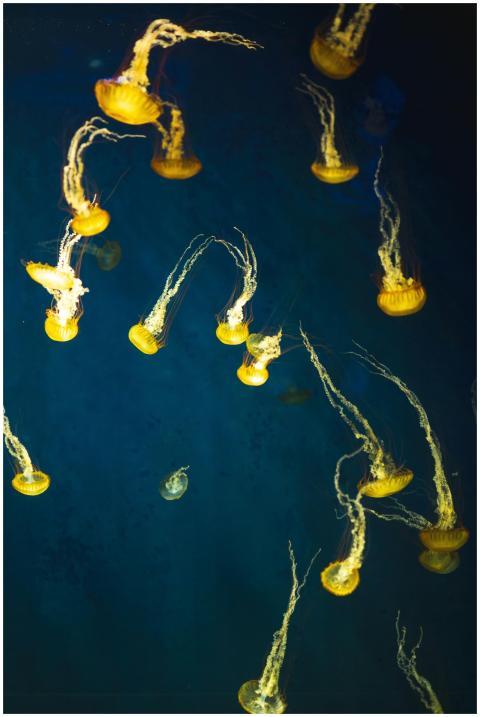 Closeup of yellow flock of jellyfishes swimming up