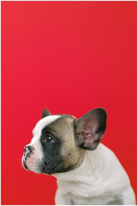Charming French Bulldog puppy posing in a studio w