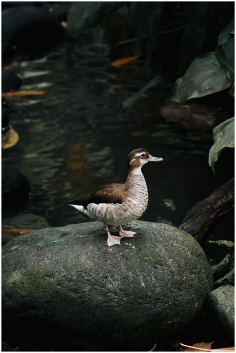 A serene scene of a duck perched on a rock by a po
