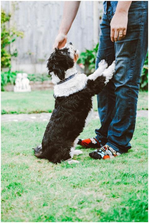 A fluffy dog eagerly interacts with a man in a sun