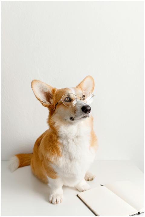 An adorable corgi dog wearing glasses sits next to