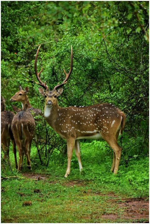 A beautiful spotted deer with large antlers stands