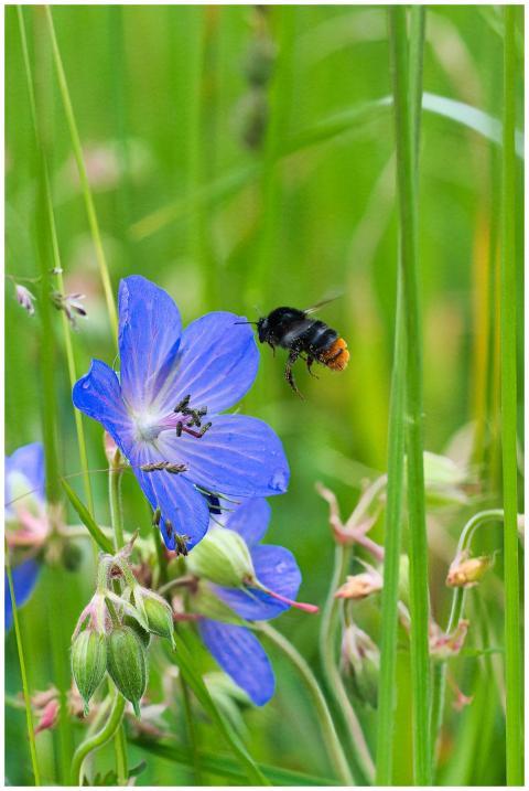 A close-up of a bee pollinating a blue wildflower