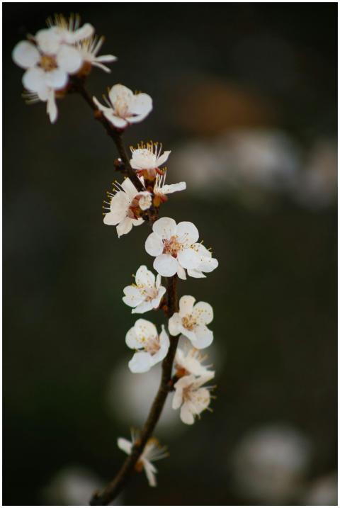 Delicate white cherry blossoms on a slender branch