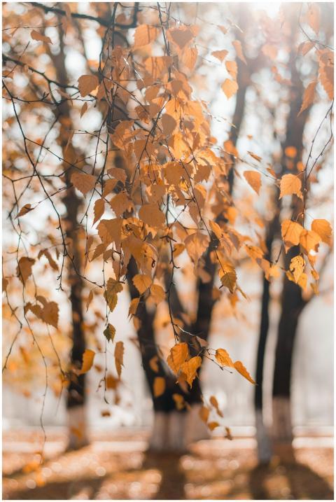 Close-up of golden birch leaves in autumn with a b