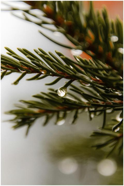 Detailed shot of a pine needle with a water drople